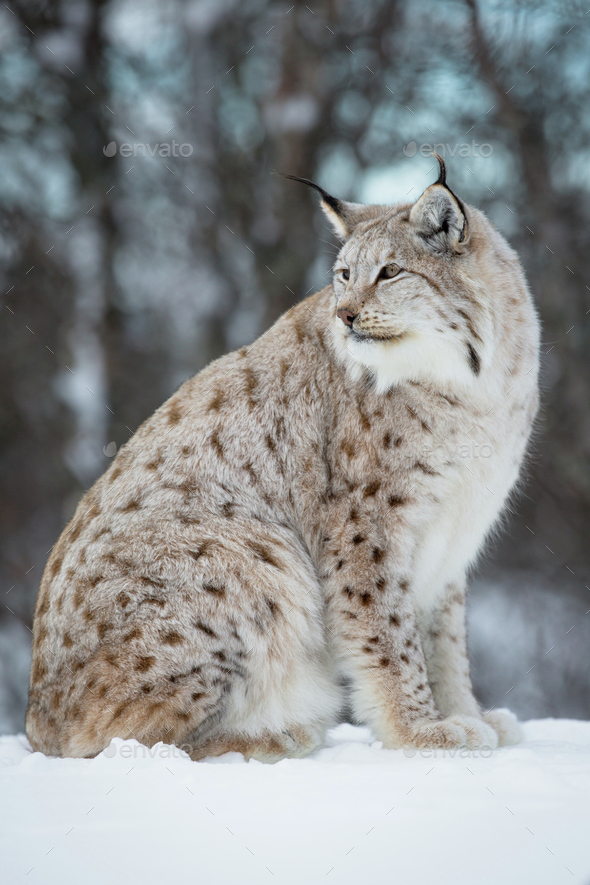 Lynx In The Snow Stock Photo By Kjekol PhotoDune